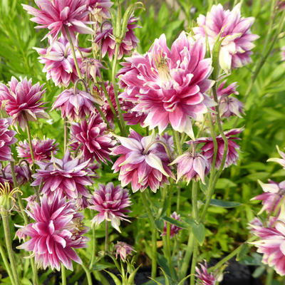 Aquilegia 'Nora Barlow' - 