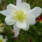 Aquilegia caerulea 'Snow Queen' - 