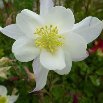 Aquilegia caerulea 'Snow Queen'