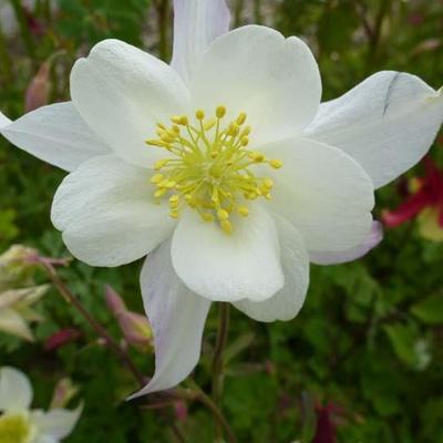 Aquilegia caerulea 'Snow Queen' - Aquilegia caerulea 'Snow Queen'