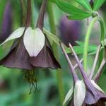 Aquilegia viridiflora 'Chocolate Soldier' - 