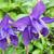 Aquilegia vulgaris