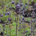 Aquilegia vulgaris 'Black Barlow' - 