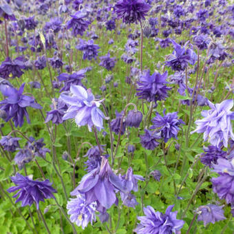 Aquilegia vulgaris 'Blue Barlow'