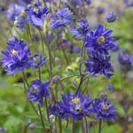 Aquilegia vulgaris 'CLEMENTINE Blue' - 