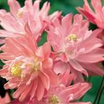 Aquilegia vulgaris 'CLEMENTINE Salmon Rose' - 