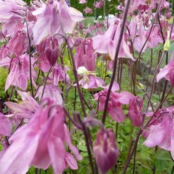 Aquilegia vulgaris 'Heidi'