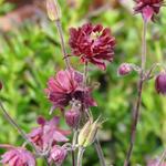 Aquilegia vulgaris 'Ruby Port' - 