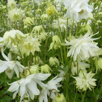 Aquilegia vulgaris 'White Barlow'