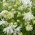 Aquilegia vulgaris 'White Barlow'