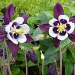 Aquilegia vulgaris 'William Guiness'  - 