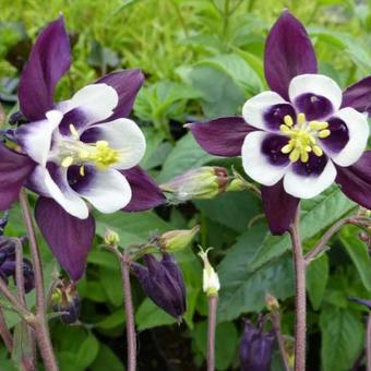 Aquilegia vulgaris 'William Guiness'