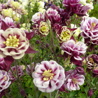 Aquilegia Vulgaris 'WINKY Double Red-White'