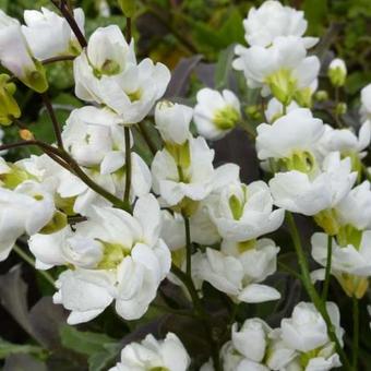 Arabis caucasica 'Plena'