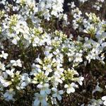 Arabis ferdinandi-coburgi ‘Variegata’ - Arabis ferdinandi-coburgi ‘Variegata’