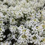 Arabis procurrens ‘Neuschnee’ - 