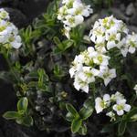 Arabis x suendermannii - 