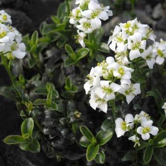 Arabis x suendermannii