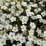 Arenaria montana - Alpen-Sandkraut