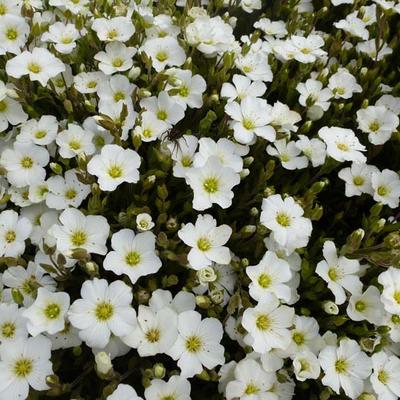 Arenaria montana - SABLINE, SABLINE DES MONTAGNES