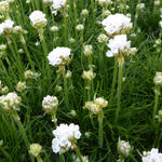 Armeria maritima 'Alba' - Armeria maritima 'Alba'