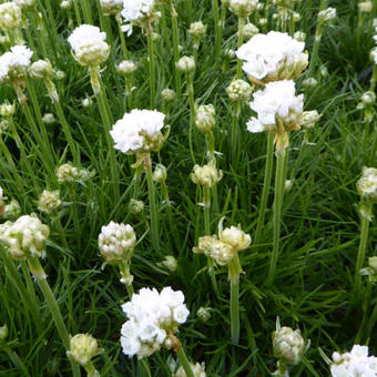 Armeria maritima 'Alba'