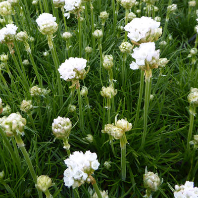 Armeria maritima 'Alba' - 