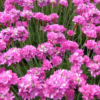 Armeria maritima 'Dusseldorfer Stolz'