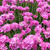 Armeria maritima 'Dusseldorfer Stolz'