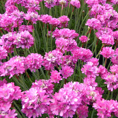 Armeria maritima 'Dusseldorfer Stolz' - 