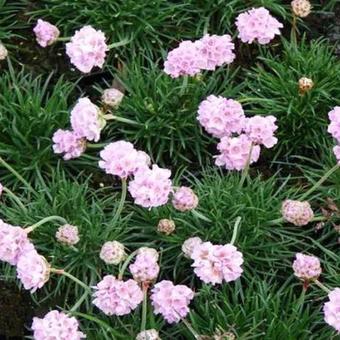 Armeria maritima 'Rosea Compacta'