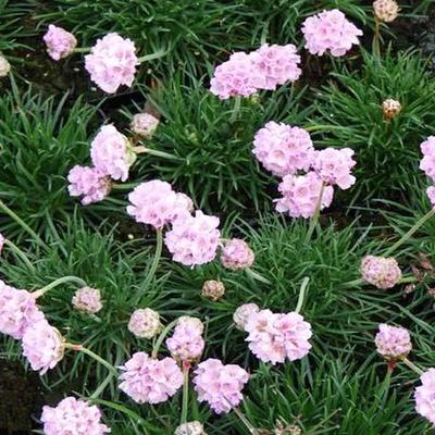 Armeria maritima 'Rosea Compacta' - 