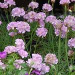 Armeria maritima 'Schöne von Fellbach' - 