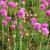 Armeria maritima 'Splendens'