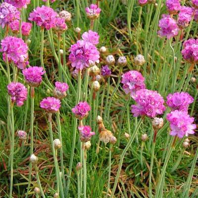 Armeria maritima 'Splendens' - 