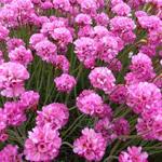 Armeria maritima 'Vesuv' - 