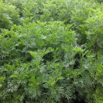 Artemisia abrotanum - Eberraute