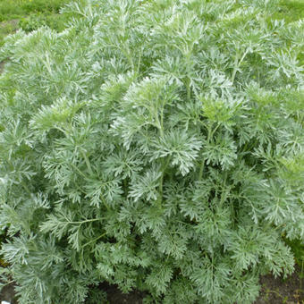 Artemisia absinthium