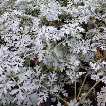 Artemisia absinthium 'Lambrook Silver'