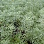 Artemisia 'Canescens' - Artemisia 'Canescens'