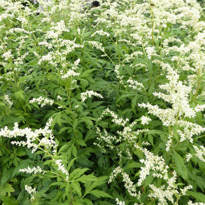 Artemisia lactiflora 'Elfenbein'