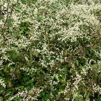 Artemisia lactiflora 'Guizhou'