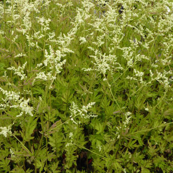 Artemisia lactiflora 'Jim Russel'