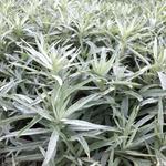 Artemisia ludoviciana 'Silver Queen'