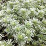 Artemisia schmidtiana 'Nana'