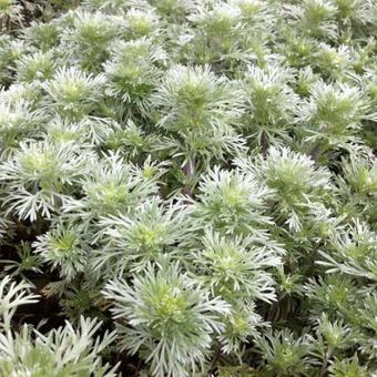 Artemisia schmidtiana 'Nana'