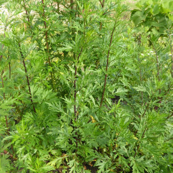 Artemisia vulgaris