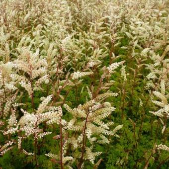 Aruncus aethusifolius