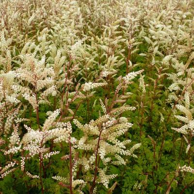 Aruncus aethusifolius - BARBE DE BOUC NAIN