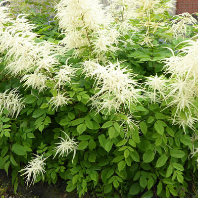 Aruncus dioicus - Wald-Geißbart